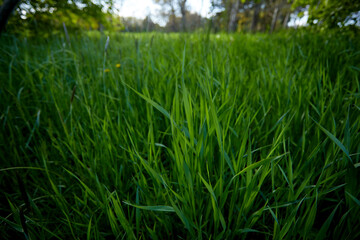 fresh grass in the garden