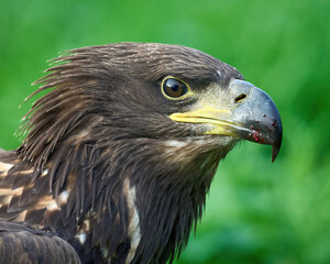 White-tailed eagle (Haliaeetus albicilla)