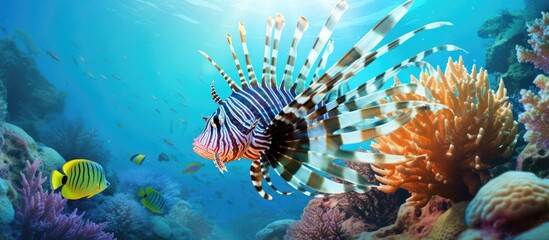 Common Lionfish Pterois Miles on a colorful coral reef. Copyspace image. Square banner. Header for website template