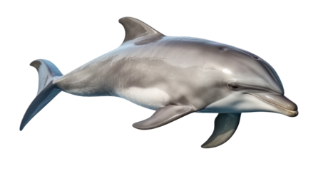 Dolphin isolated, no background
