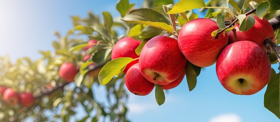 Apple trees in the garden with ripe red apples ready for harvest. Copyspace image. Square banner. Header for website template