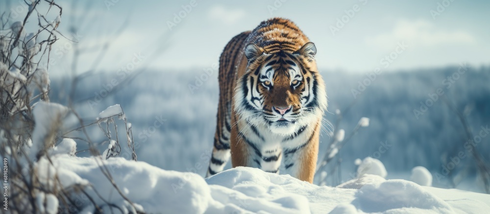 Poster careful amur tiger is standing on a white snow and looking away siberian tiger panthera tigris tigri