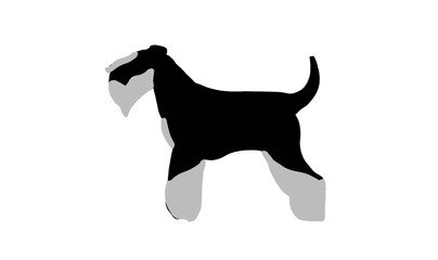 vector of miniature schnauzer dog black and silver 