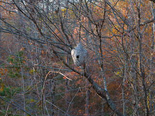 Hornet nest in top of tree in the fall