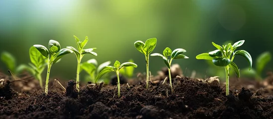 Foto op Aluminium A row of green vegetable pepper bushes Young pepper seedlings growing in the open ground on an eco farm small depth of field Growing organic vegetables. Copyspace image. Square banner © vxnaghiyev