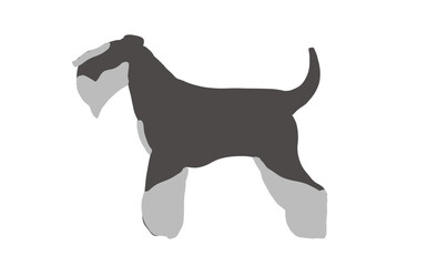 vector of miniature schnauzer pepper and salt 