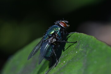 Common green bottle fly (Lucilia sericata)