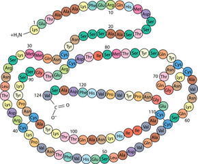 Primary structure of ribonuclease