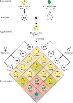 Mendel Genetics (Gregor Mendel); Pea Experiment, Crossing