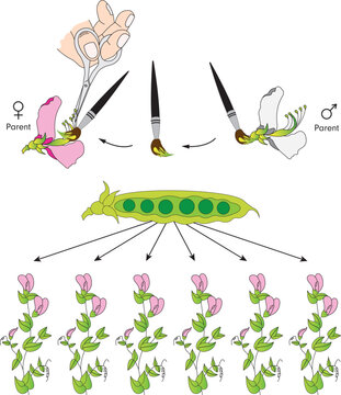 Mendel Genetics (Gregor Mendel); Pea Experiment, Crossing