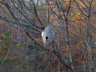 Hornet Nest in tree