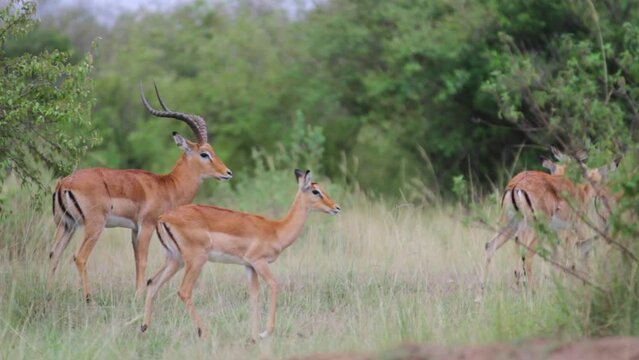 Panning With Wild Impalas In Grassy Field