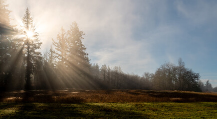 Sunshine light rays streaming through a fir tree on a foggy morning. Beautiful light emerges from the morning sun on this island in the Pacific Northwest during the autumn season.