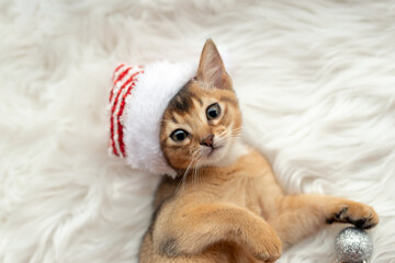 Fototapeta na wymiar New year's cat with a toy and a hat 