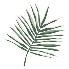 Decorative thin leaves in monochrome green color scheme. Tropical leaves for design. Striped contrasting leaves. Isolated on white background.