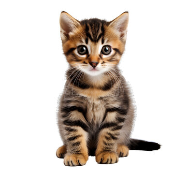 Cute kitten on transparent background PNG
