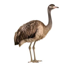 Wandaufkleber ostrich on a transparent background PNG is easy to use to decorate projects. © PNG for U