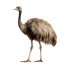 ostrich on a transparent background PNG is easy to use to decorate projects.