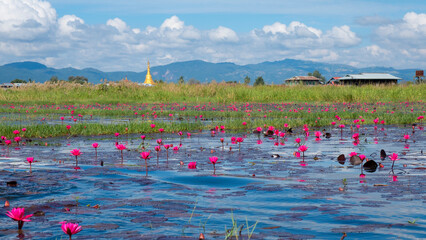 Water Lily, Inle Lake, Myanmar