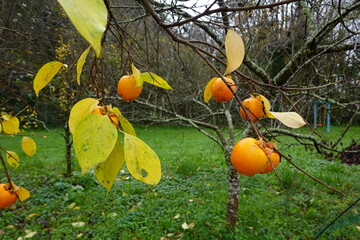 persimmon fruit on tree to be harvested. persimmon with raindrops in autumn.