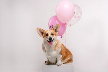 Corgi celebrates her birthday with pink balloons in the white studio