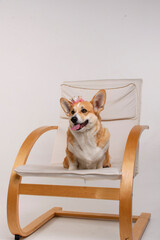 A happy corgi sits in the studio with a crown on her head on a chair on a white background