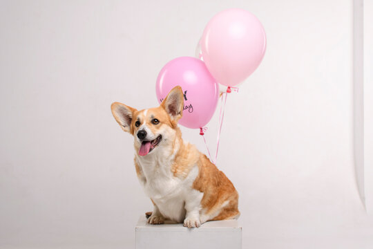 Corgi celebrates her birthday with pink balloons in the white studio