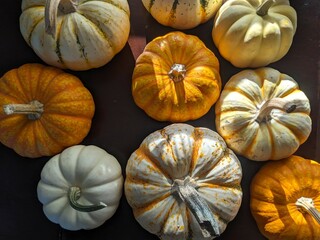 Pumkpins on table in the sunlight