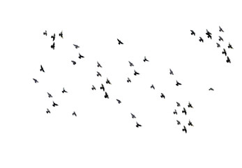 A flock of pigeons are flying in the sky isolated against a white background - obrazy, fototapety, plakaty