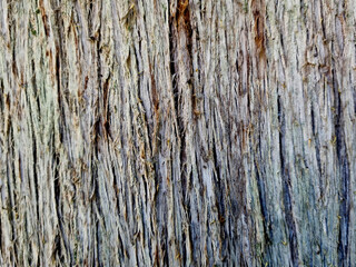 wood texture with traces on the bark