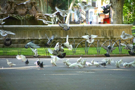 pigeons flying in public park