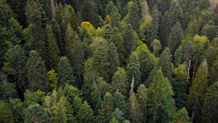 The drone flies over the autumn forest in the fog