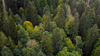 Fototapeta premium The drone flies over the autumn forest in the fog
