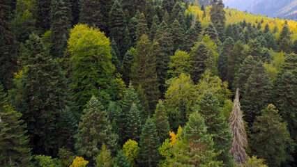 The drone flies over the autumn forest in the fog