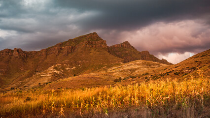 A field of grain against the backdrop of mountains on a stormy evening in rural Lesotho