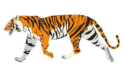 tiger walk side | animal wild life vector