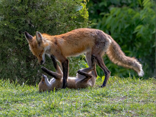 Red Fox Male and Kit at Play