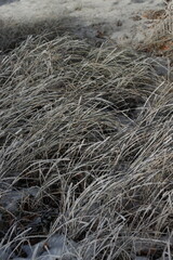 grass in the snow