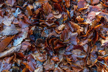 Wet autumn leaves on the forest floor. In the uk