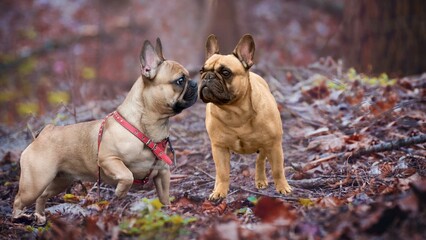 Small white and striped French bulldog puppy precious row of three adorable little French bulldog...