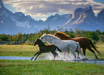View of beautiful horses riding free across the valley with Andes mountain range in background in Patagonia region of Chile.