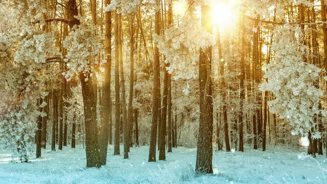 Winter landscape with snowy forest and falling snow against sunbeams, 4k video footage