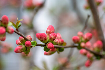Chaenomeles japonica japanese maules quince flowering shrub, beautiful pink flowers in bloom on...