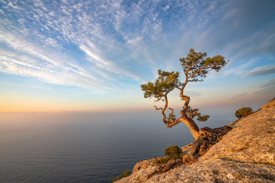 View of a tree on the rocks overlooking the Black Sea at sunset in Crimea region, Russia.