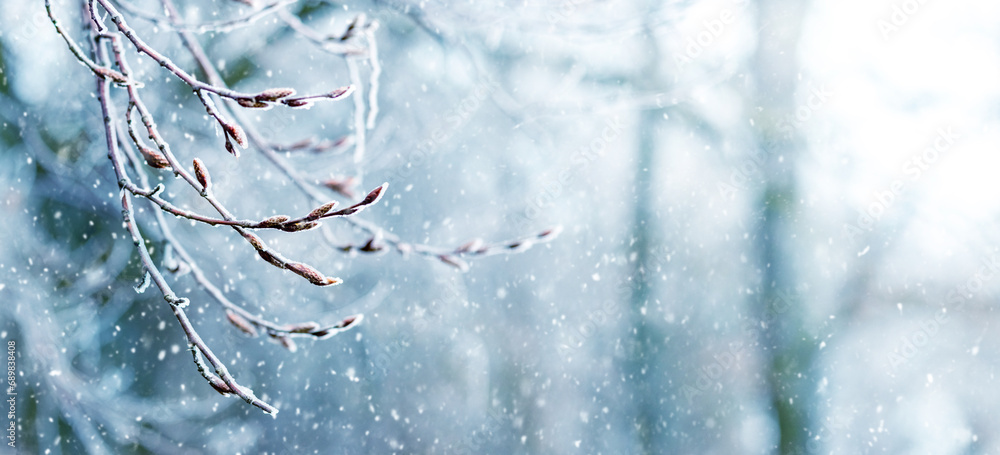 Poster winter background with frost covered branches in forest on blurred background during snowfall, copy 