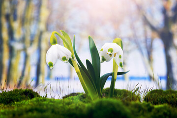 White snowdrops in the forest on a blurred background