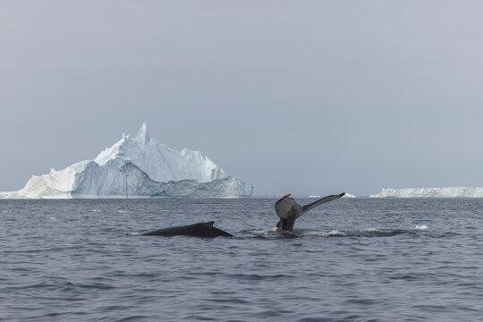 View of fin whale tail in front of an iceberg of Ilulissat, Greenland.