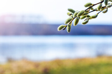 Spring landscape with willow twigs near the river in sunny weather