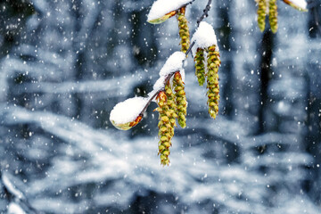 Snow-covered tree branch with earrings close-up during spring cooling