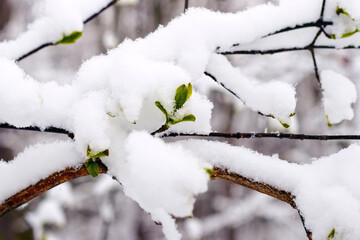 A snow-covered tree branch with young green leaves during spring cooling